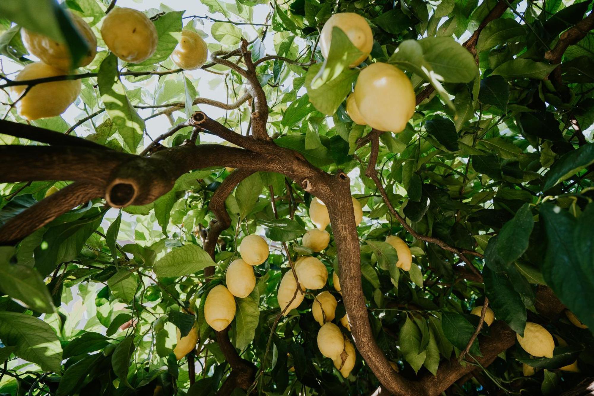 شقة Il Giardino Dei Limoni Polvica المظهر الخارجي الصورة
